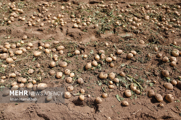 برداشت سیب زمینی در تنگستان آغاز شد