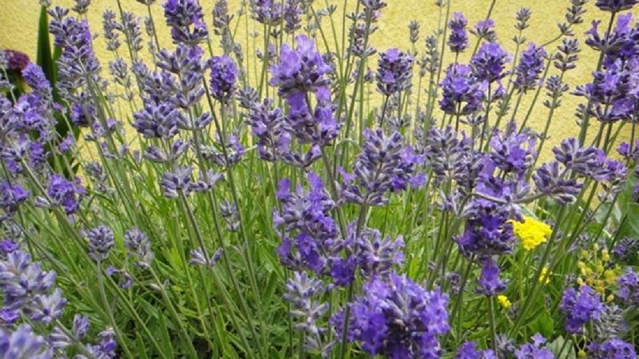 ترکیبی که به مقابله با پوکی استخوان می‌پردازد + فیلم