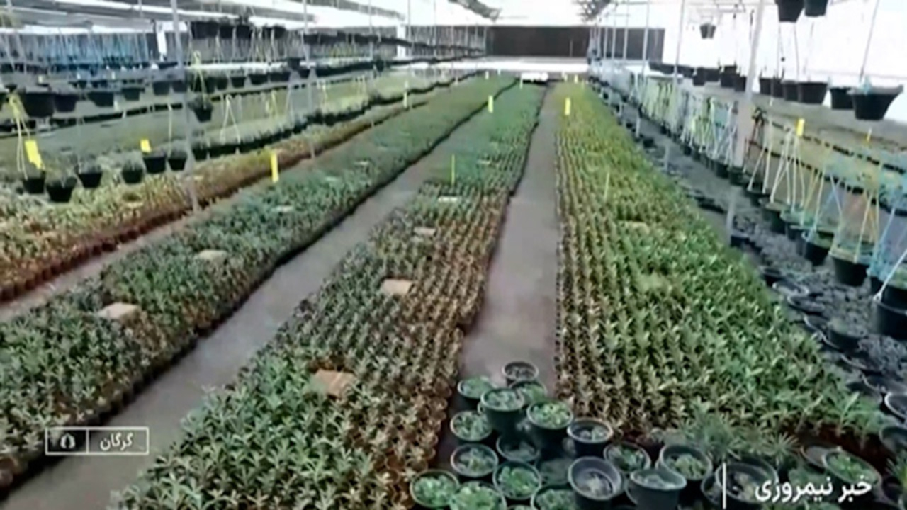 گلخانهای دانش بنیان در گلستان + فیلم