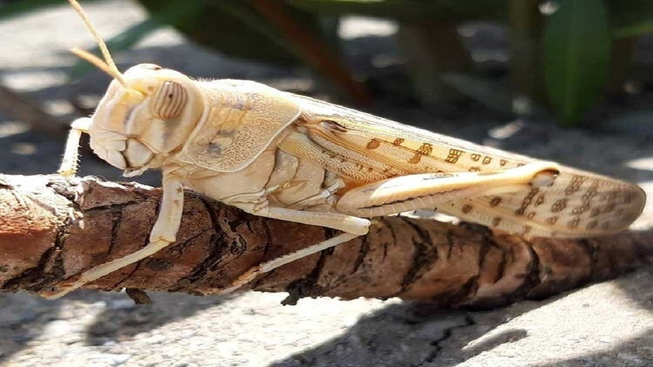 احتمال حمله ملخ صحرایی به استانهای جنوبی