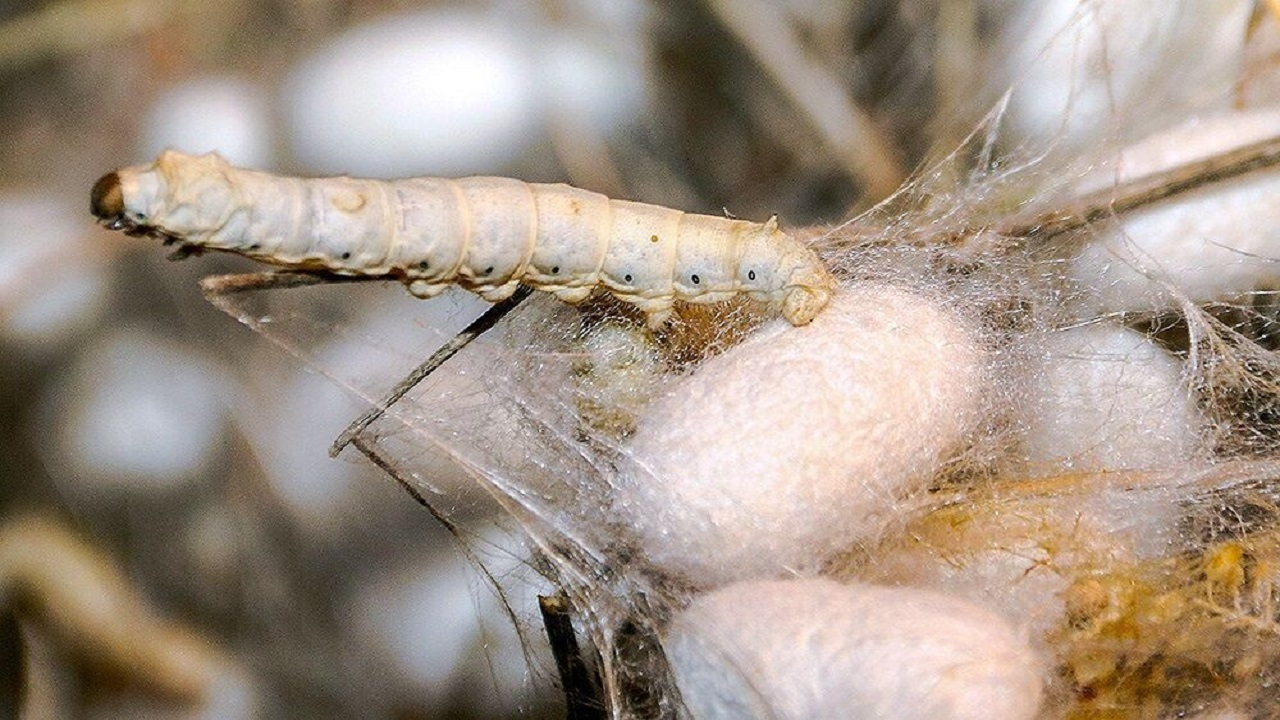 رازهای پنهان درون تارهای ابریشم؛ وقتی طبیعت به علم جان می‌دهد